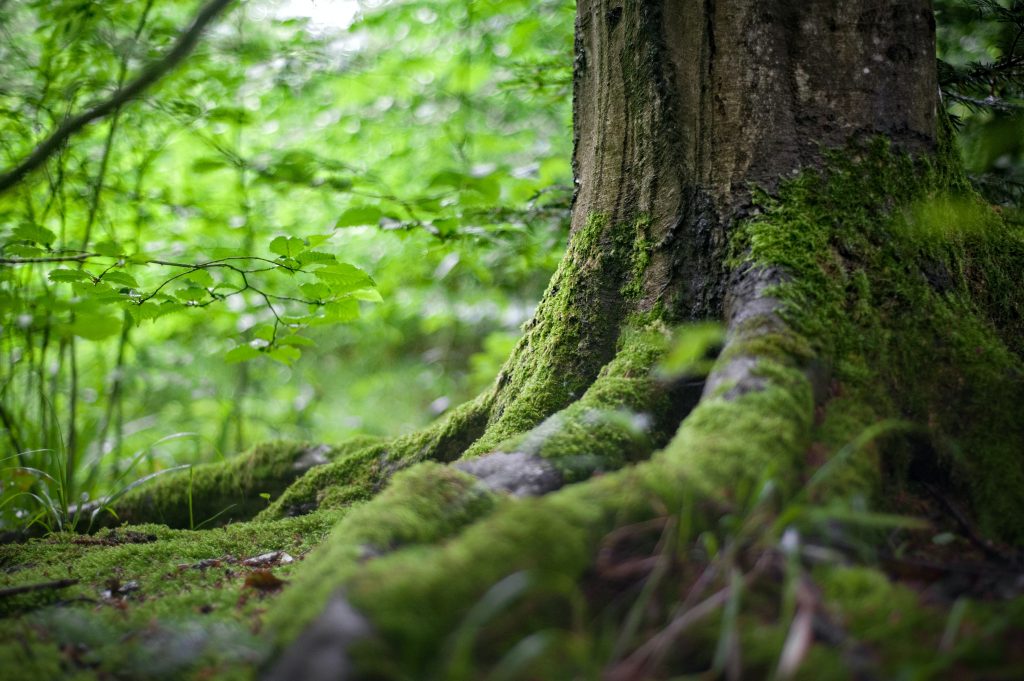 Tree trunk in forest